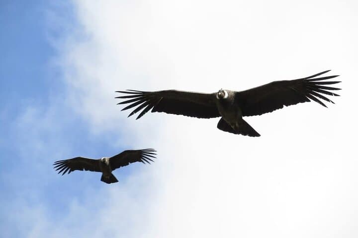 Antisana Condor Tour from Quito — Spot Andean Condors at Antisana Reserve