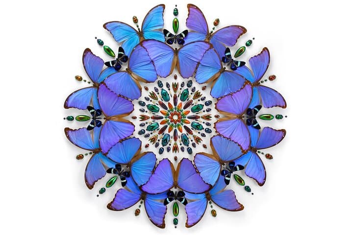 Exquisite Creatures Exhibit by Christopher Marley in Seattle — Natural Specimen Art Experience