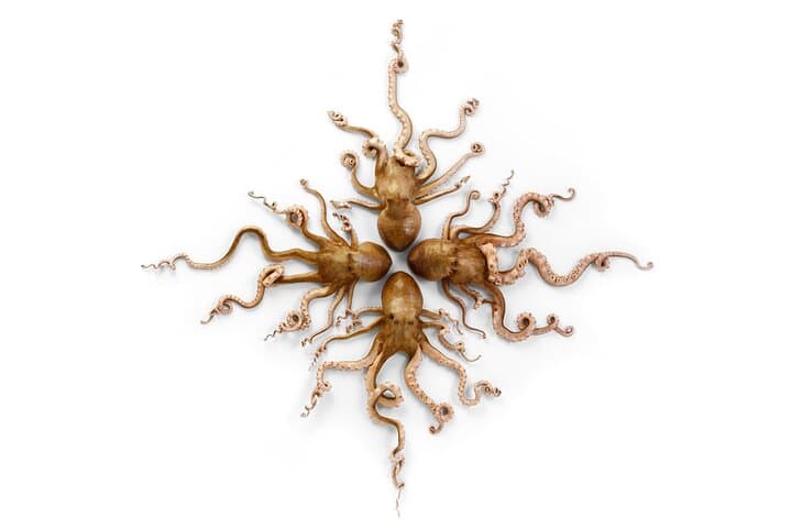 Exquisite Creatures Exhibit by Christopher Marley in Seattle — Natural Specimen Art Experience photo 5
