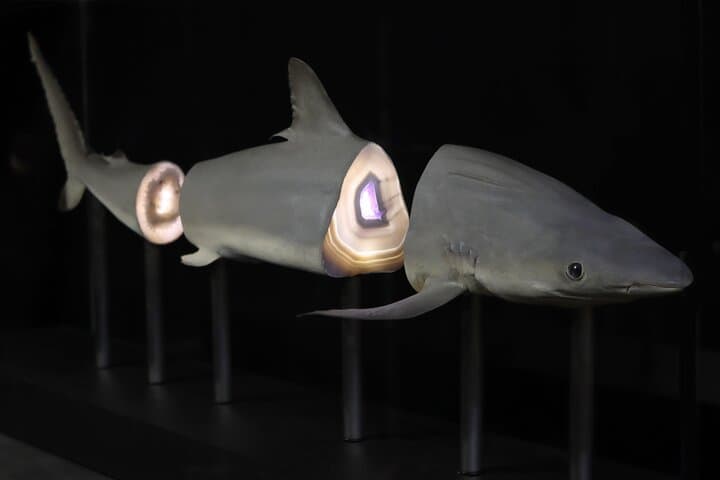 Exquisite Creatures Exhibit by Christopher Marley in Seattle — Natural Specimen Art Experience photo 4