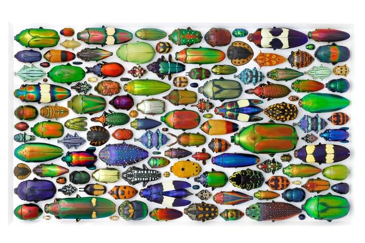 Exquisite Creatures Exhibit by Christopher Marley in Seattle — Natural Specimen Art Experience photo 3