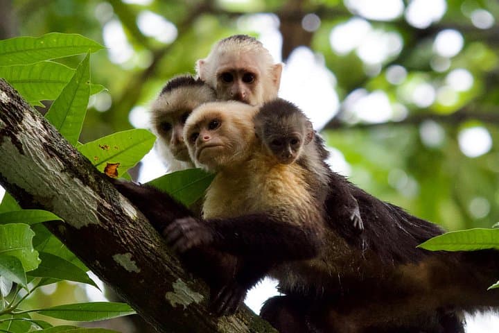 Damas Island Mangrove Boat Tour from Quepos — Wildlife, Coconuts & Local Farm Visit photo 3