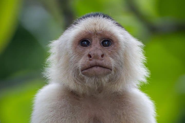 Damas Island Mangrove Boat Tour from Quepos — Wildlife, Coconuts & Local Farm Visit photo 1