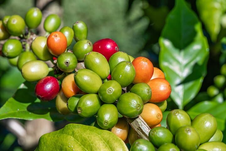 Exploring Kona’s Diverse Landscapes: A Private Tour from Coffee Fields to Pristine Beaches photo 2