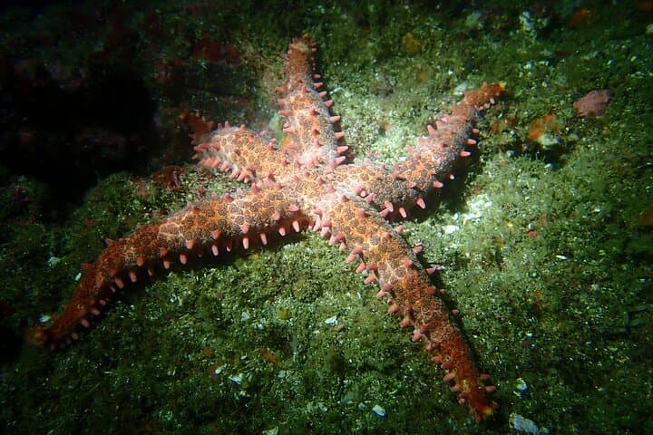 Tamarindo SSI Open Water Diver Course: Learn to Scuba in Costa Rica’s Pacific photo 6