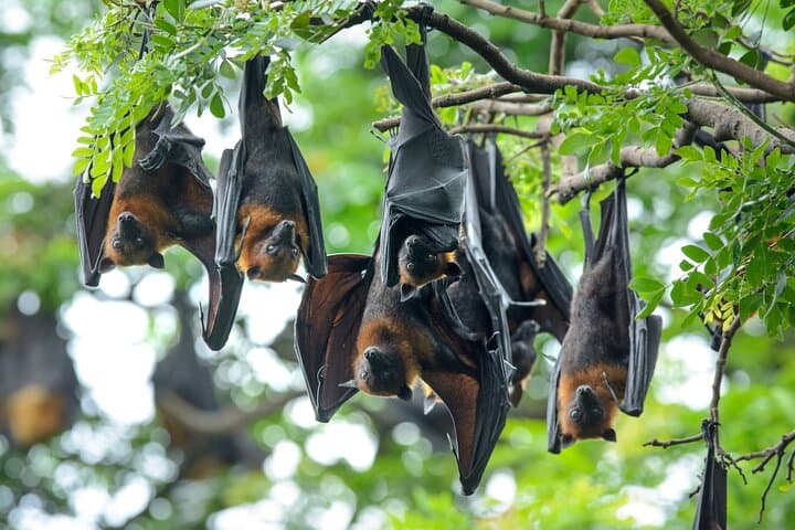 Tissamaharama Birding, Bats & Temple Tour from Hambantota Port photo 4