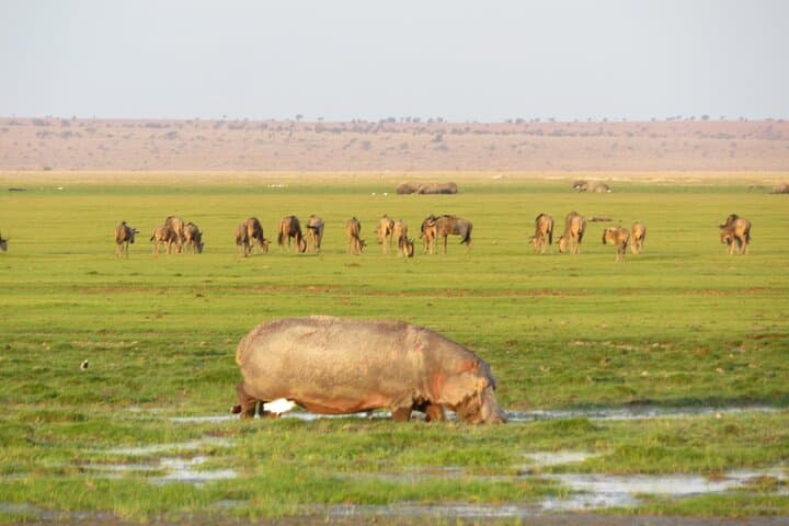 Amboseli Day Safari: Game Drives with Mount Kilimanjaro Views