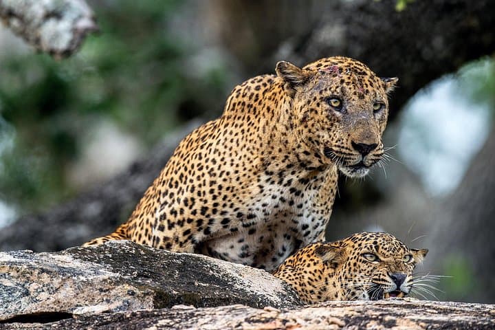 Private Luxury Safari at Yala National Park: Spot Leopards, Elephants & Coastal Wetlands photo 4