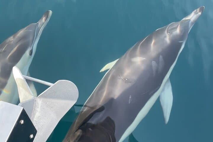 3-Hour Private Boat Charter Estepona: Dolphins, Snorkel & SUP photo 6