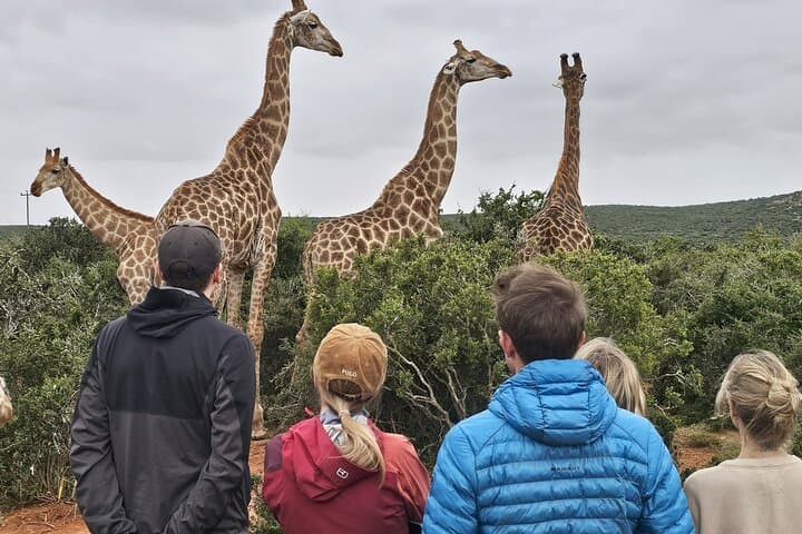 Giraffe Walk and Game Drive at Addo: Up-Close Safari Experience