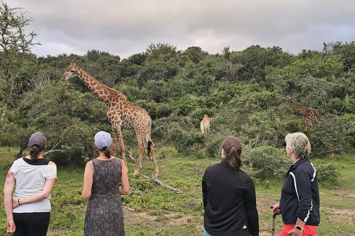 Giraffe Walk and Game Drive at Addo: Up-Close Safari Experience photo 3