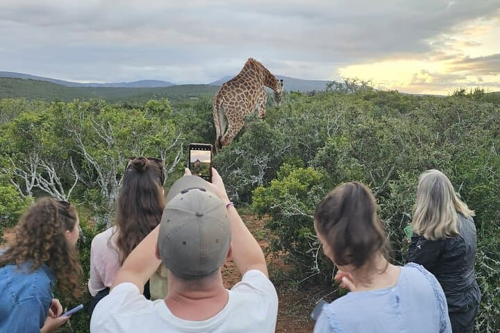 Giraffe Walk and Game Drive at Addo: Up-Close Safari Experience photo 6