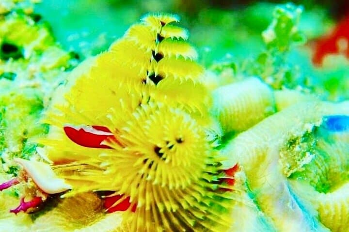 Discover Scuba at Little Bay, Anguilla — PADI Introductory Dive for Beginners photo 2