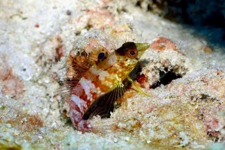 Discover Scuba at Little Bay, Anguilla — PADI Introductory Dive for Beginners photo 3