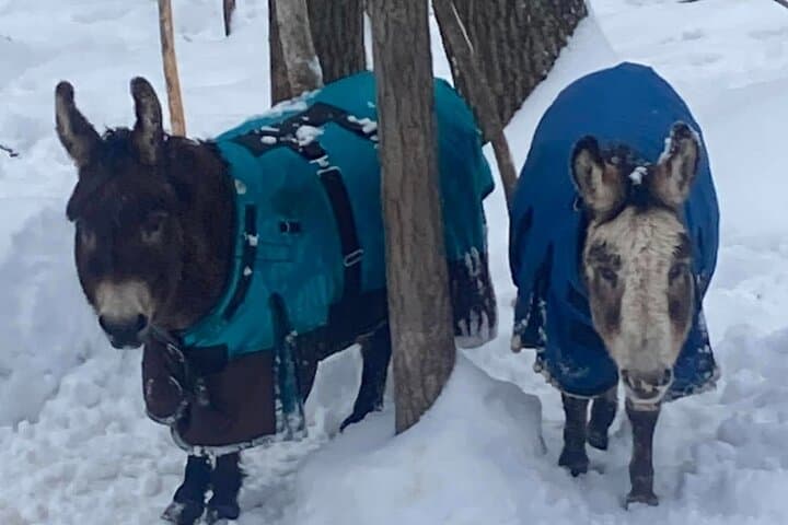 Private Westboro Equine Forest Experience and Campfire: Horses, Hike & S'mores