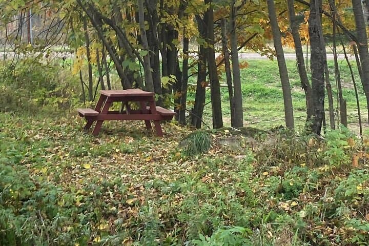 Private Westboro Equine Forest Experience and Campfire: Horses, Hike & S'mores photo 3