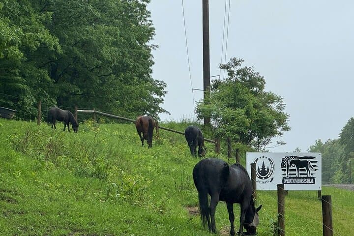 Private Westboro Equine Forest Experience and Campfire: Horses, Hike & S'mores photo 4