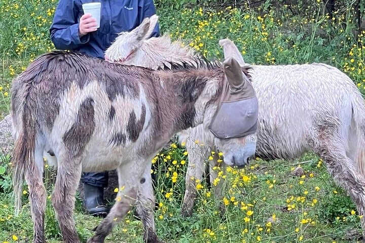 Private Westboro Equine Forest Experience and Campfire: Horses, Hike & S'mores photo 5