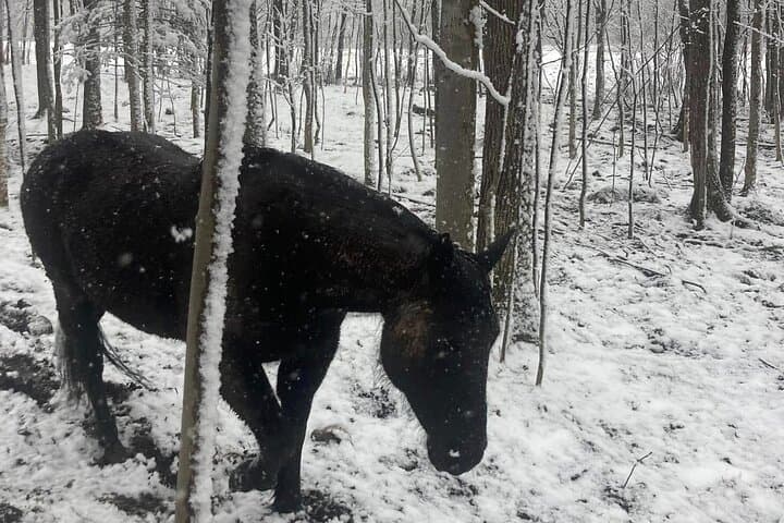 Private Westboro Equine Forest Experience and Campfire: Horses, Hike & S'mores photo 6