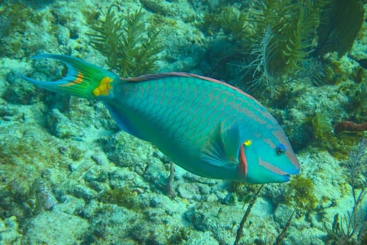 Luxury Sandbar Snorkel Charter in Key West: Private Boat to the Reef photo 1
