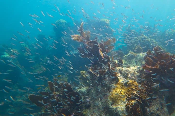 Luxury Sandbar Snorkel Charter in Key West: Private Boat to the Reef photo 3