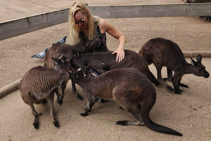 Sydney to Blue Mountains in One Day: Private Full-Day Combo Tour photo 5