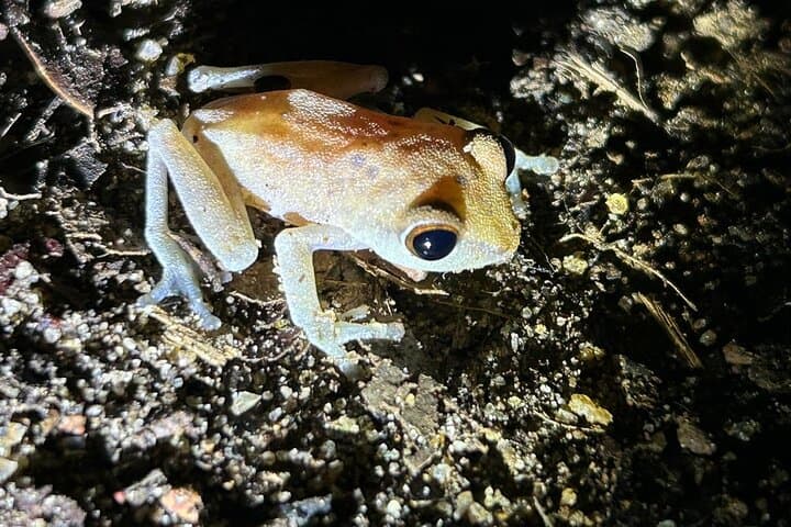 Night Walk in Sinharaja Rainforest: Guided Nocturnal Wildlife Tour