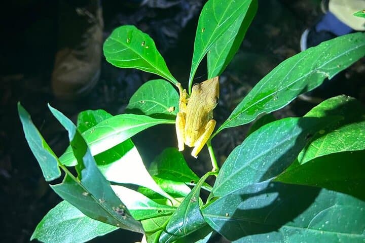 Night Walk in Sinharaja Rainforest: Guided Nocturnal Wildlife Tour photo 2