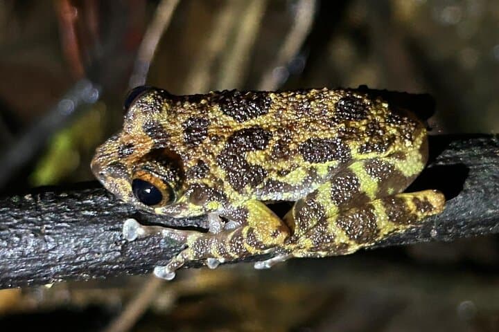 Night Walk in Sinharaja Rainforest: Guided Nocturnal Wildlife Tour photo 3