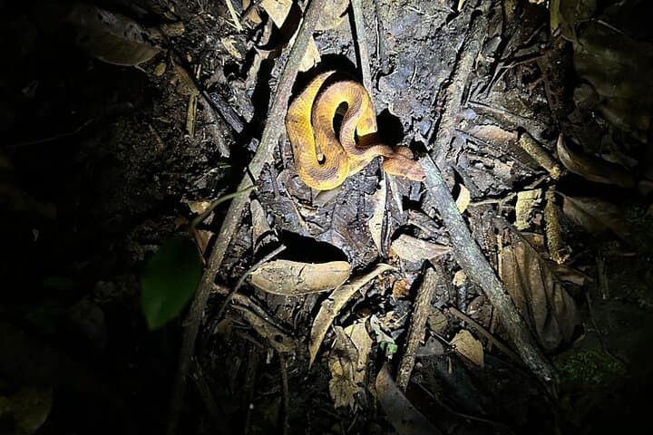 Night Walk in Sinharaja Rainforest: Guided Nocturnal Wildlife Tour photo 4