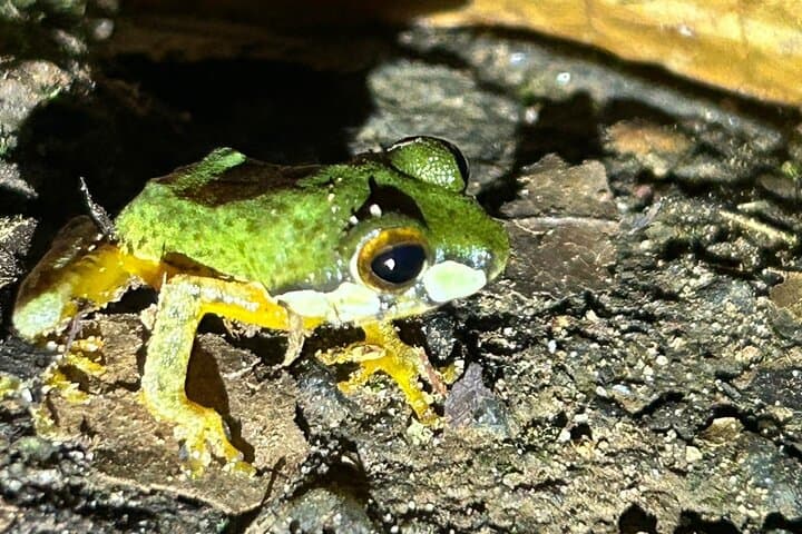 Night Walk in Sinharaja Rainforest: Guided Nocturnal Wildlife Tour photo 5
