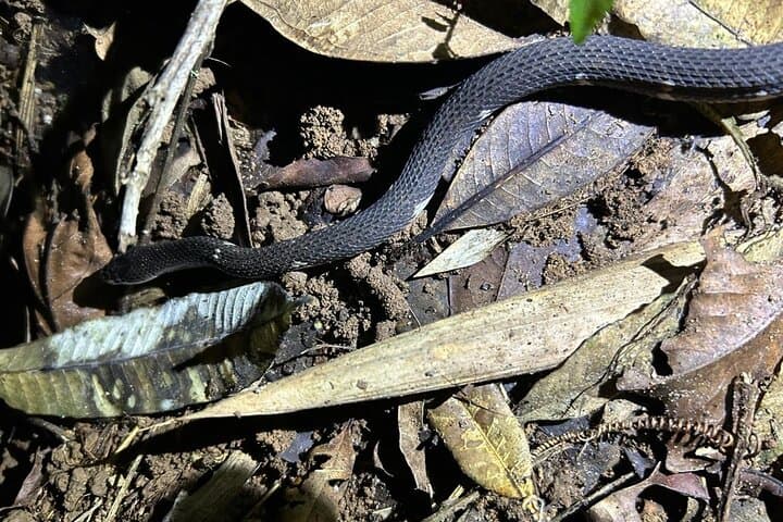 Night Walk in Sinharaja Rainforest: Guided Nocturnal Wildlife Tour photo 6