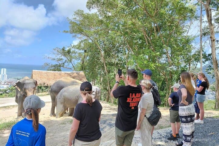 Meet Rescued Elephants: Ethical Sanctuary Visit Near Phuket