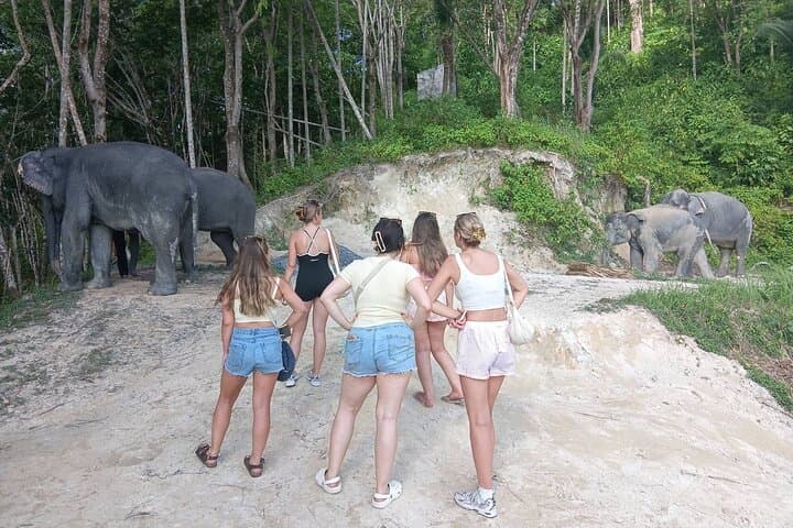 Phuket Elephant Sanctuary Small-Group Tour: Ethical Half-Day with Rescued Elephants photo 4