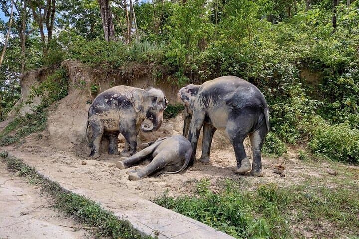 Meet Rescued Elephants: Ethical Sanctuary Visit Near Phuket photo 2