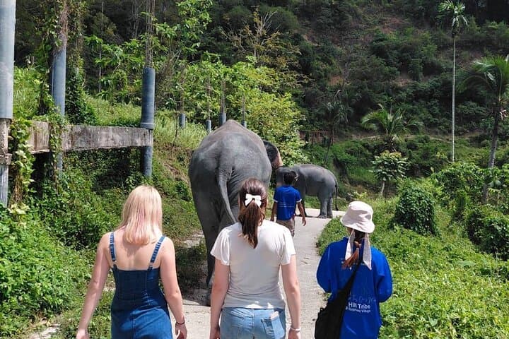 Meet Rescued Elephants: Ethical Sanctuary Visit Near Phuket photo 4