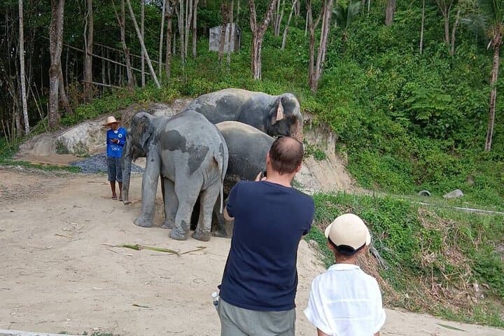 Meet Rescued Elephants: Ethical Sanctuary Visit Near Phuket photo 6