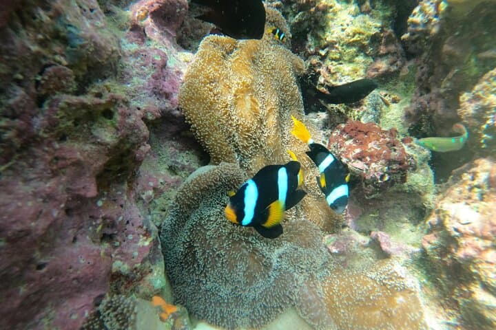 Ko Lipe 8-Island Hopping & Snorkeling Tour: Top Spots, Tips, and What to Expect photo 6