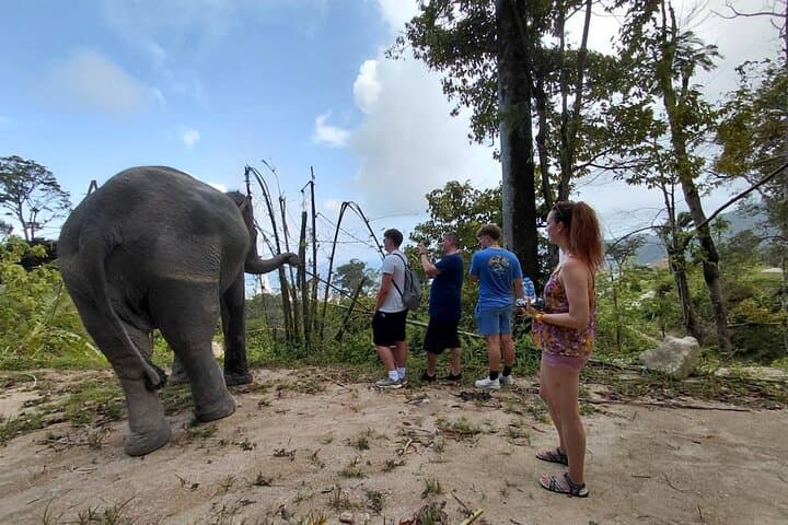 Phuket Elephant Sanctuary Small-Group Tour: Ethical Half-Day with Rescued Elephants photo 3