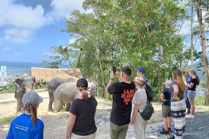 Phuket Elephant Sanctuary Small-Group Tour: Ethical Half-Day with Rescued Elephants