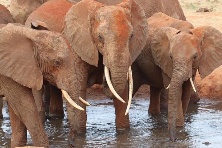 4-Day Tsavo & Amboseli Safari — Big Game, Kilimanjaro Views and Lodge Stays photo 2