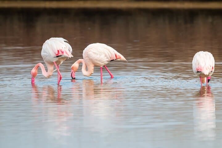 Porto Lagos Flamingos & Floating Monastery Shore Excursion from Kavala photo 3