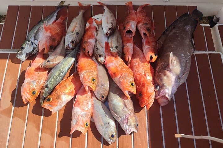 Private Manilva Fishing Charter — 2-Hour Coastal Fishing & Wildlife Cruise photo 3