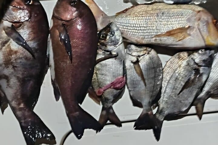 Private Manilva Fishing Charter — 2-Hour Coastal Fishing & Wildlife Cruise photo 5
