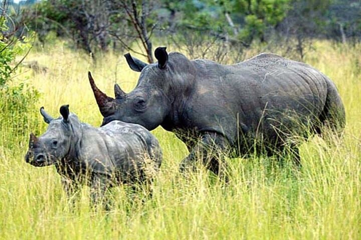 5-Day Fly-In Safari: Serengeti Great Migration & Mara River Crossings photo 3