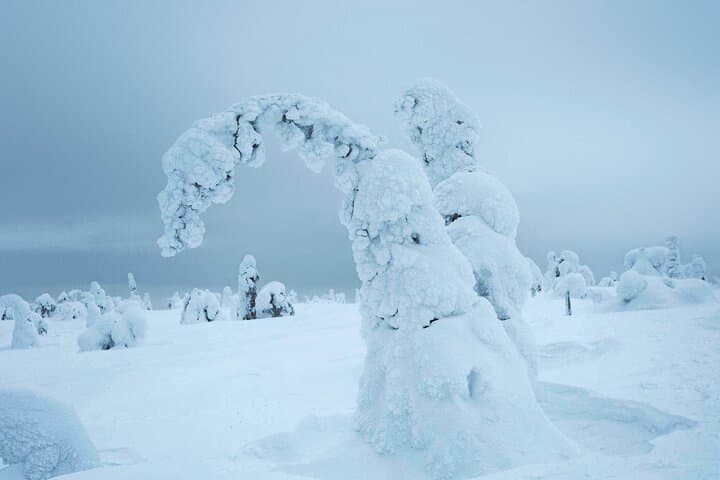 Night Skiing & Wilderness Dinner in Riisitunturi National Park — Arctic Culinary Adventure photo 2