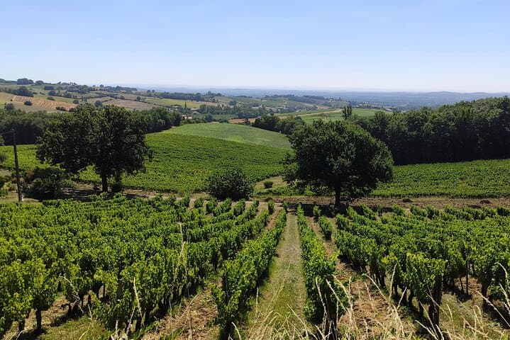 Gaillac Wine Escape from Toulouse — Small-Group Tastings & Winemaker Visits