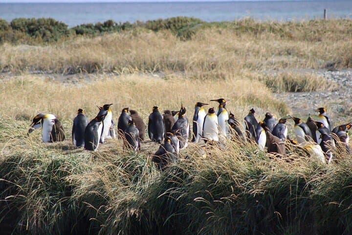 King Penguins & Strait of Magellan Day Trip from Punta Arenas