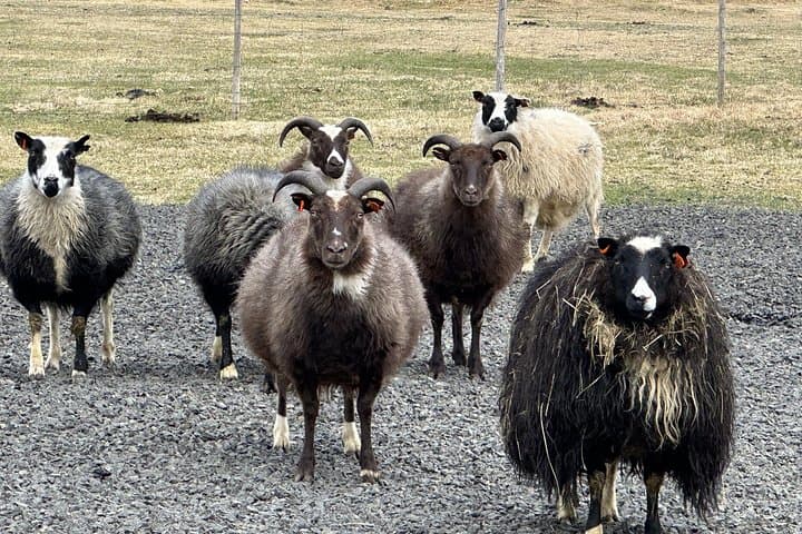 Private Farm Stay & Snæfellsnes + Silver Circle: 2-Day West Iceland Adventure from Reykjavík photo 3