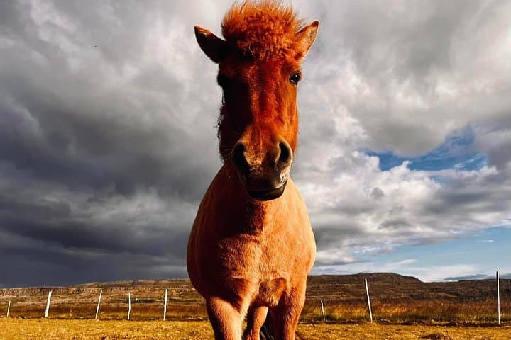 Private Farm Stay & Snæfellsnes + Silver Circle: 2-Day West Iceland Adventure from Reykjavík photo 4